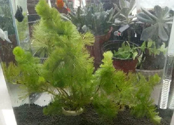 养殖方法|绿菊水草怎么养殖技术
