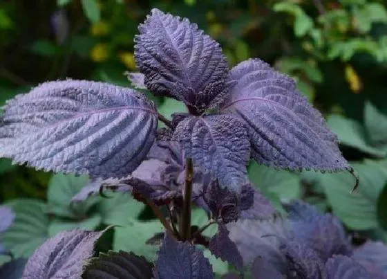 植物百科|苏子油是什么植物类别