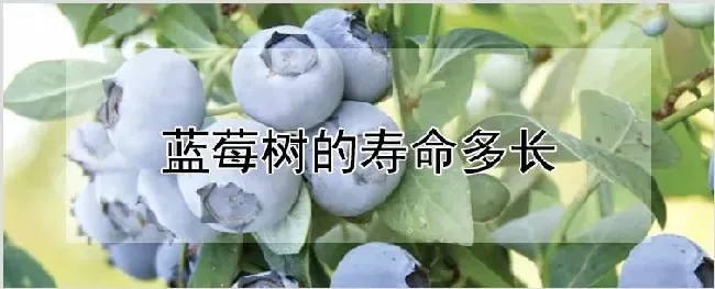 蓝莓树的寿命多长 | 自然知识