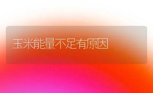 玉米能量不足有原因 | 粮油作物种植