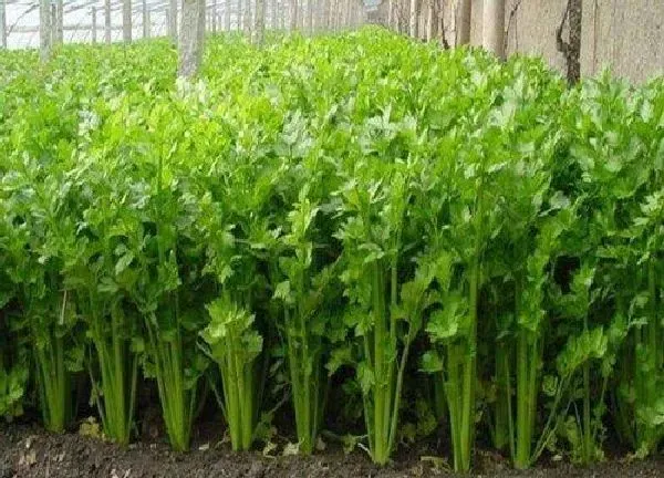 养殖科普|芹菜喜阴还是喜阳