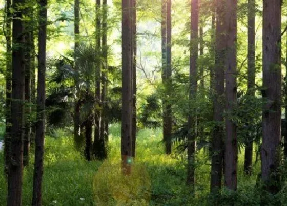 种植管理|水杉种植间距是多少