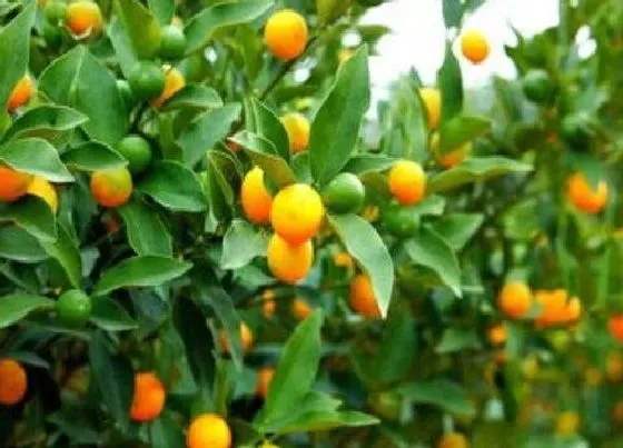 植物修剪|金桔树怎么修剪方法