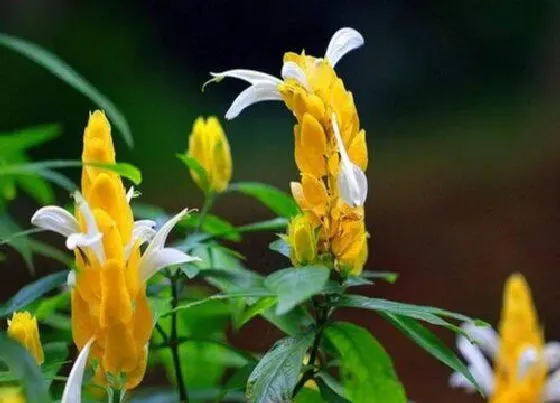 植物修剪|黄金塔花怎么修剪方法