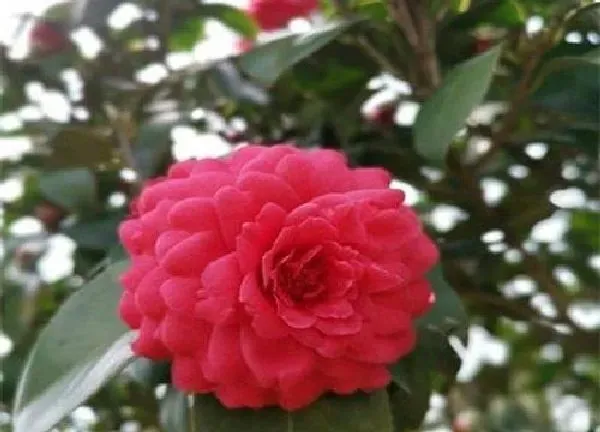 植物浇水|茶花冬天怎么浇水
