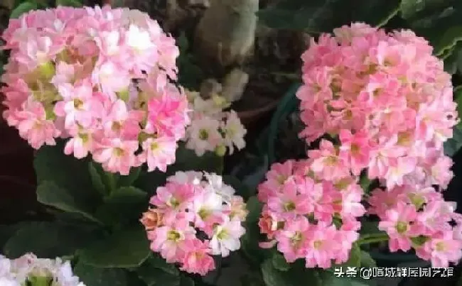 养殖方法|长寿花什么时候打顶最合适（打顶最佳时间及注意事项）