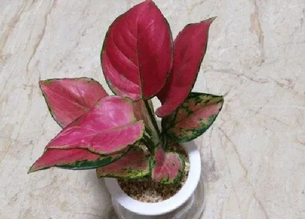 养殖科普|如意皇后能晒太阳吗