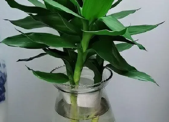 植物寓意|象征财富的植物有哪些