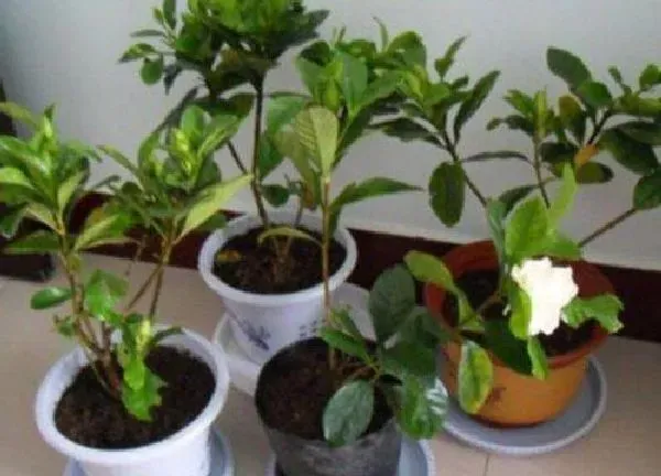 植物换土|盆栽怎么换土换盆