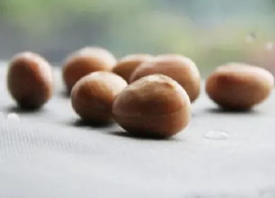 食用须知|菠萝蜜种子可以吃吗