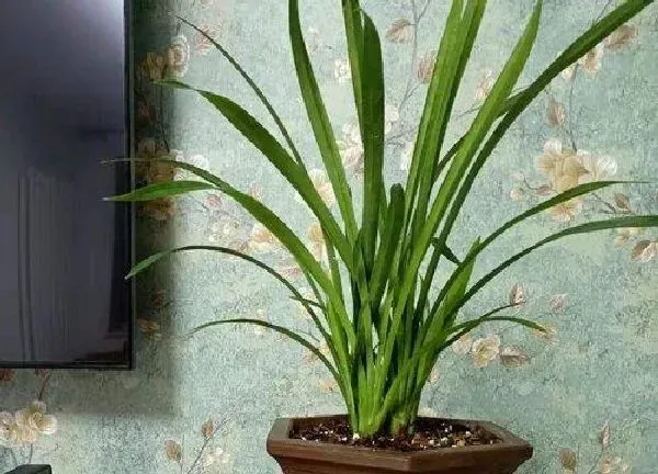 植物移栽|兰草什么时候换盆合适
