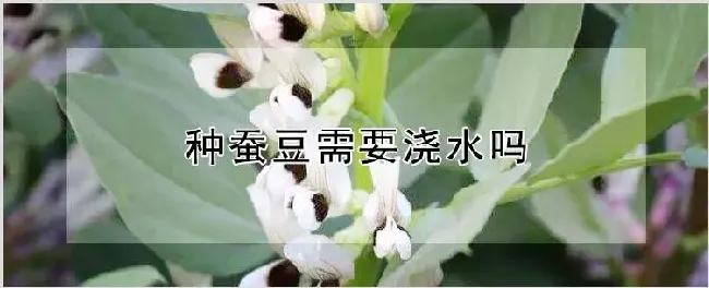 种蚕豆需要浇水吗 | 耕种资料