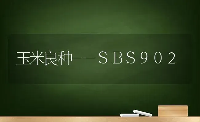 玉米良种--SBS902 | 粮油作物种植