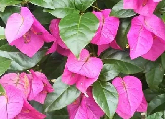 不开花|三角梅只长枝条不开花怎么办（一直疯长不开花怎么回事）