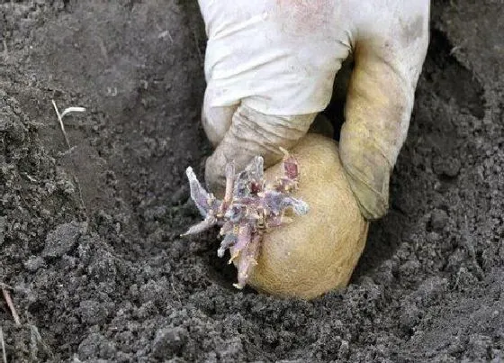 种植方法|土豆怎么种植方法步骤 土豆怎么种植才能高产