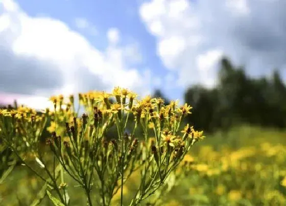 植物百科|返魂草又叫什么名字