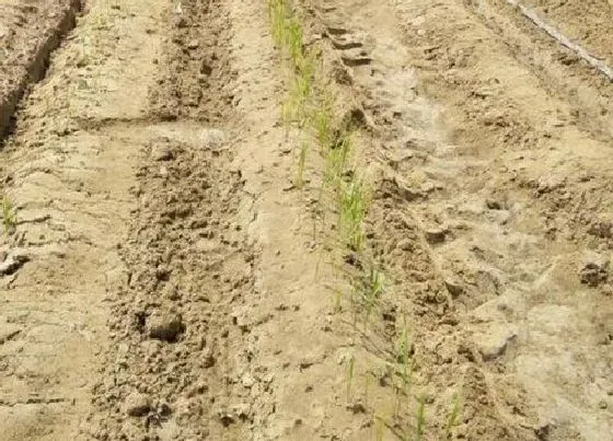 种植管理|旱稻几月份种植合适