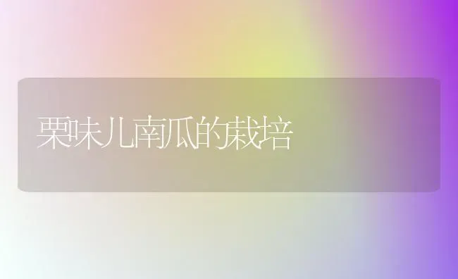 栗味儿南瓜的栽培 | 蔬菜种植