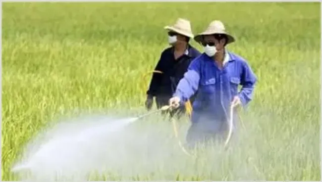 为啥农药使用后药效差 | 种植施肥