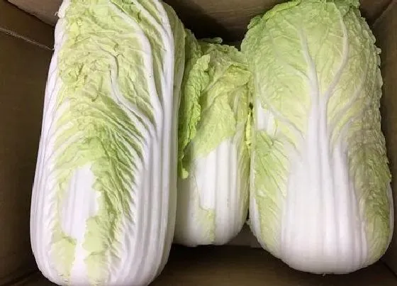 冬天植物|娃娃菜抗冻吗