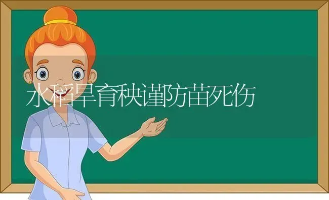 水稻旱育秧谨防苗死伤 | 粮油作物种植