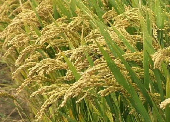 植物施肥|种水稻用什么肥料最好