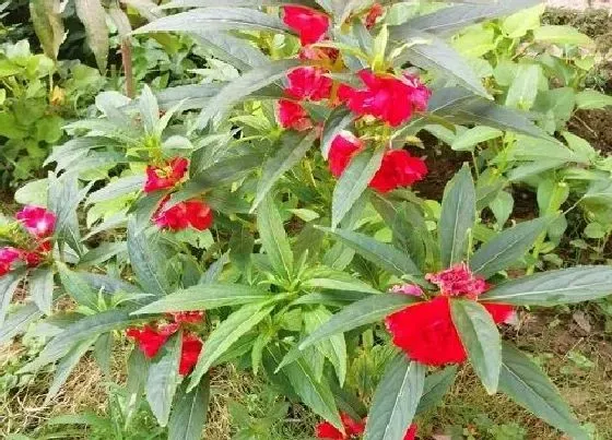 开花时间|指甲花多久开花一次