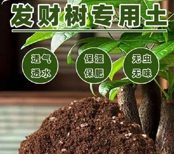 植物换土|发财树换土时间和方法 换土后养护措施及注意事