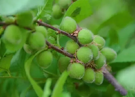 生长环境|榆叶梅生长环境条件及特点