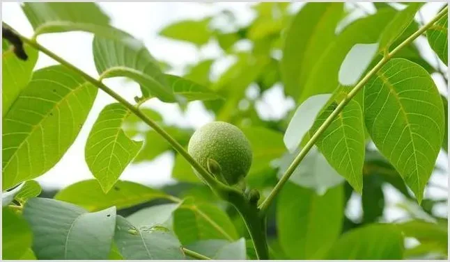 核桃果实溃烂脱落的原因及防治指南 | 植物病害