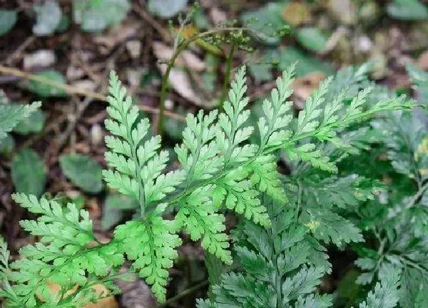 植物浇水|白醋可以浇绿植吗