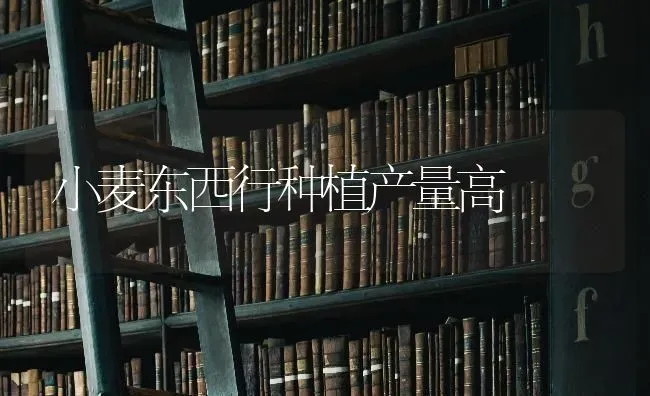 小麦东西行种植产量高 | 粮油作物种植