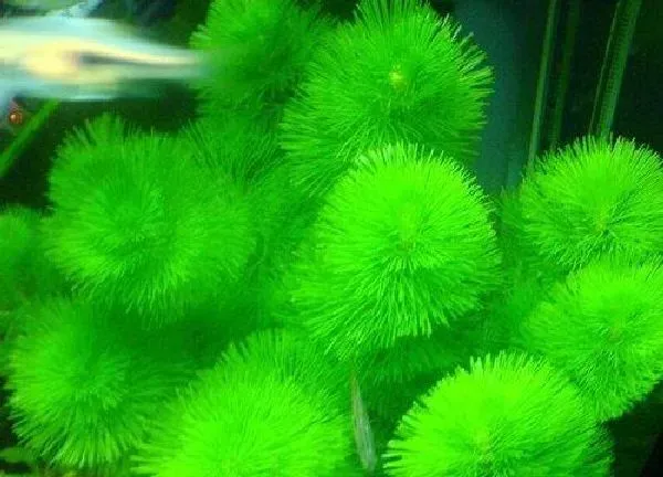 养殖方法|绿菊水草怎么养殖技术