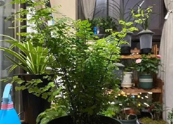 植物浇水|波士顿蕨多久浇一次水