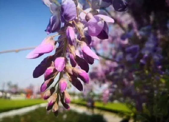 种植管理|紫藤什么季节种植好