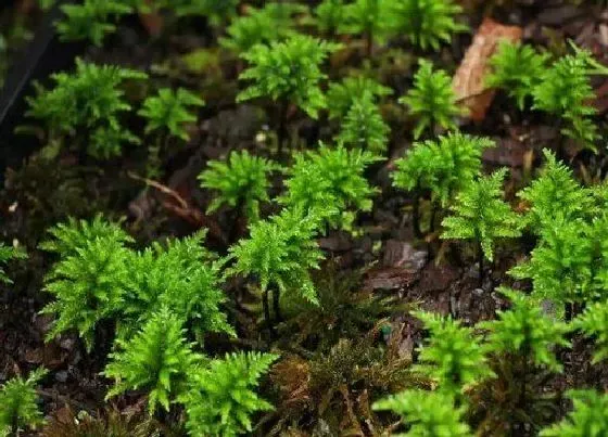 植物排行|苔藓植物有哪些
