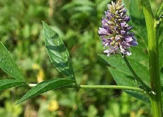 植物百科|生甘草和甘草一样吗 有什么区别