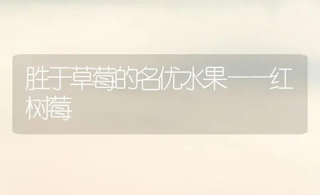 胜于草莓的名优水果——红树莓 | 瓜果种植