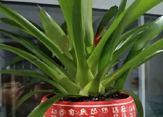 植物百科|鸿运当头是什么植物