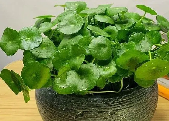 植物百科|铜钱草又叫什么草