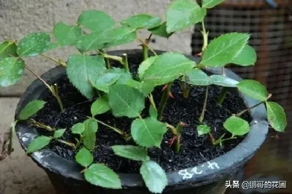 植物扦插|什么时候扦插月季最好（盆栽月季花怎样扦插成活率高）