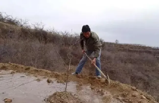 植物浇水|花椒树什么时候浇水合适（移栽花椒树一年浇几次水最好）