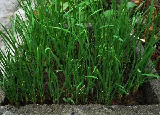 种植管理|韭菜什么季节种植合适