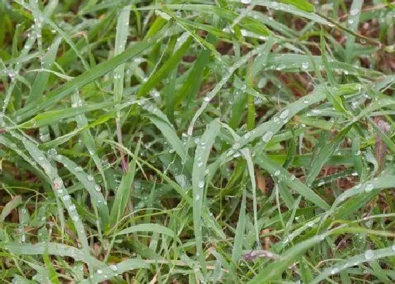 植物百科|甜象草和皇竹草区别
