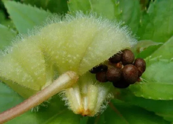 植物百科|凤仙花有种子吗