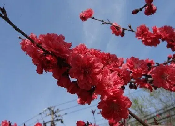 花期|红梅花期多久时间