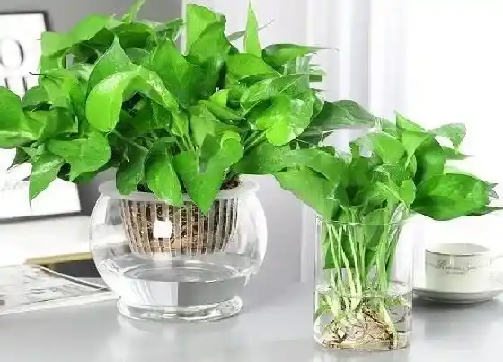 种植管理|室内水培植物哪种好养活 适合室内水养的花卉绿植