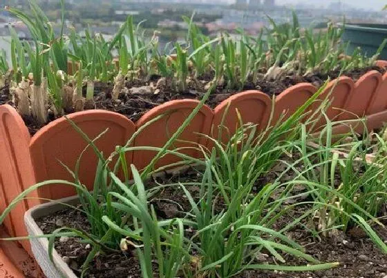 种植管理|韭菜什么季节种植合适