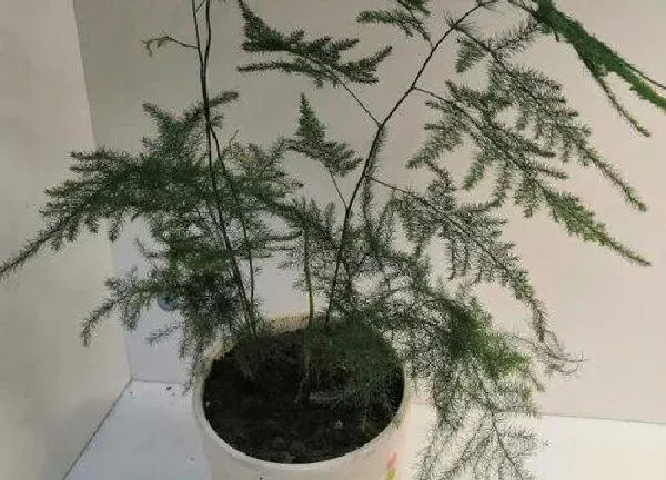 养殖科普|文竹一盆种几株好