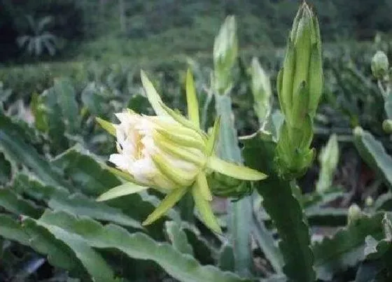 植物百科|霸王花是什么植物